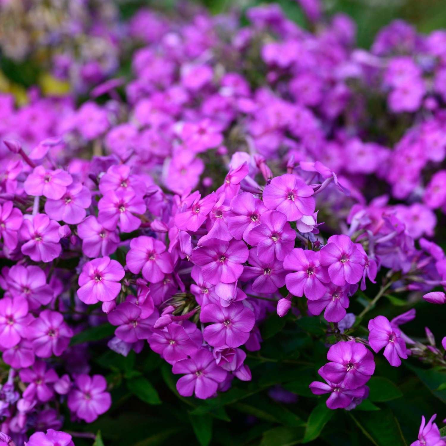 Høstfloks 'Amethyst'